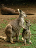 Female Kangaroo with Joey, Australia