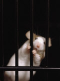 Buy Mouse Behind Bars at AllPosters.com