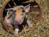 Piglet