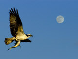 Osprey in Flight with Fish in Talon