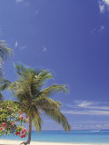 Beach with Trees,Grand Cayman Island