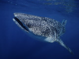 Whale Shark, Swimming, Australia