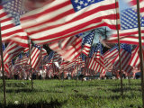 Grassy Field with American Flags Stuck in Ground