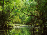 Buy Everglades National Park, USA at AllPosters.com