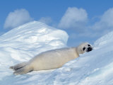 Harp Seal Pup, Pagophilus Groenlandicus, Canada