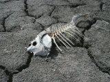 Buy Dead Carp from Pollution on Dry Mud at AllPosters.com