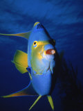Buy Single Queen Angle Fish at AllPosters.com