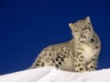 Snow Leopard 5-Month-Old Cub