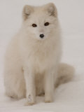 White Fox, Churchill, Northern Manitoba