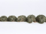 Buy Hedgehogs, Young at AllPosters.com