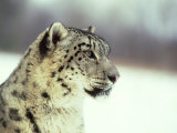 Buy Snow Leopard, Himalayas, Afghanistan at AllPosters.com