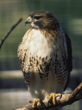 Red Tailed Hawk, New England, MA