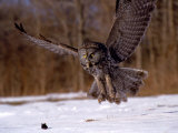 Great Gray Owl Flying, Rowley, MA