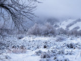 Fresh Snow on Meadow, Aspen, CO