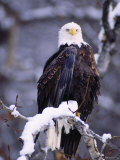 Bald Eagle, Chilkat River, AK
