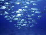 School of Jacks
