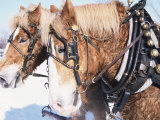 Buy Belgian Draft Horses in Winter, WI at AllPosters.com