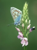 Buy Common Blue Butterfly, Polyommatus Icarus at AllPosters.com