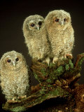 Buy Tawny Owl, Young, UK at AllPosters.com