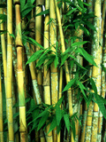 Buy Bamboo, Sumatra at AllPosters.com