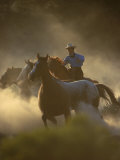 Buy Cowgirl Rounding-Up Wild Horses, OR at AllPosters.com