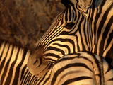 Zebra, Namibia