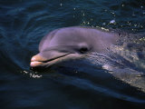 Dolphin, Keys, FL