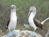 Buy Blue Footed Booby, Elaborate Courtship Dance, Galapagos at AllPosters.com