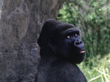 Gorilla, Franklin Park Zoo, Boston