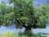 Buy Olive Trees, Andalucia, Spain at AllPosters.com