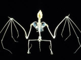 Buy Bat Skeleton at AllPosters.com