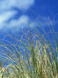 Buy Dune Grass, Florida Keys at AllPosters.com