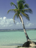 Buy Palm Tree on Tropical Beach at AllPosters.com