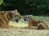 Buy Bengal Tiger, Panthera Tigris Nuzzling Her Cub at AllPosters.com
