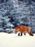 Red Fox in Snowy Woods