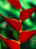Buy Rainbow Heliconia at AllPosters.com