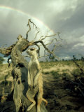 Meerkat, Male, Kalahari Photographic Print
