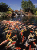 Koi Pond at Hyatt Regency, Kauai, HI