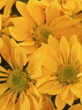 Chrysanthemum Flower Head