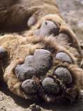 Buy African Lion, Pads, Tanzania at AllPosters.com
