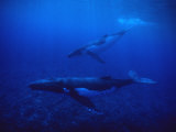 Buy Humpback Whale, Mother and Calf, Polynesia at AllPosters.com