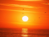 Birds Flying at Sunset, Playa Del Rey, CA