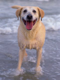 Labrador Retriever in Water