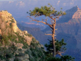 Buy Pine Tree, Grand Canyon National Park, Arizona, USA at AllPosters.com
