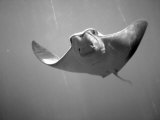 Buy Cownose Stingray at AllPosters.com