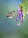 Buy Speckled Hummingbird, West Slope Cloud Forest, Ecuador at AllPosters.com