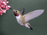 Buy Male Broad Tail Hummingbird at AllPosters.com