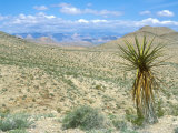 Buy Mojave Desert Landscape, Nevada at AllPosters.com