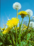 Buy Dandelion, Flowers and Seed Heads, Spring at AllPosters.com