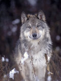 Wolf in Snow, MT